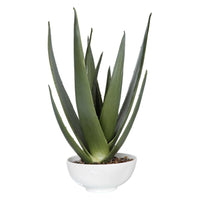 Evarado Aloe Planter with glossy white textured bowl and natural stone accents.
