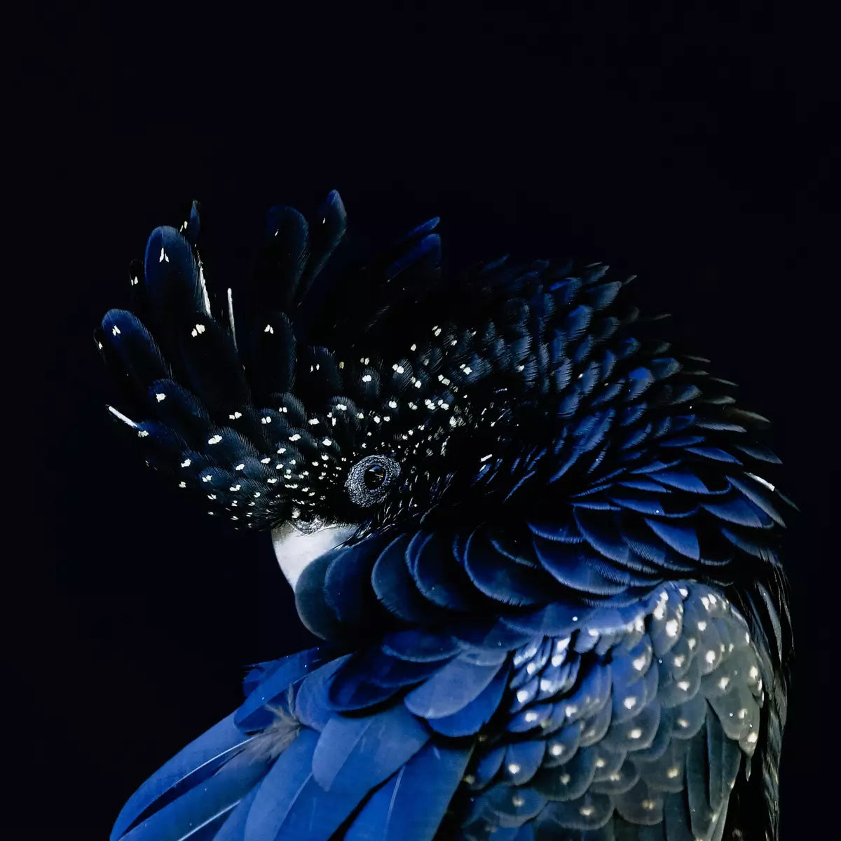 Red-Tailed Black Cockatoo by Getty Image