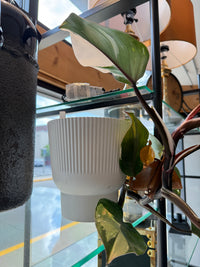 White Ribbed Ceramic Planter