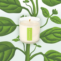 Fresh Picked Basil - Plant the Box Candle - 9oz.