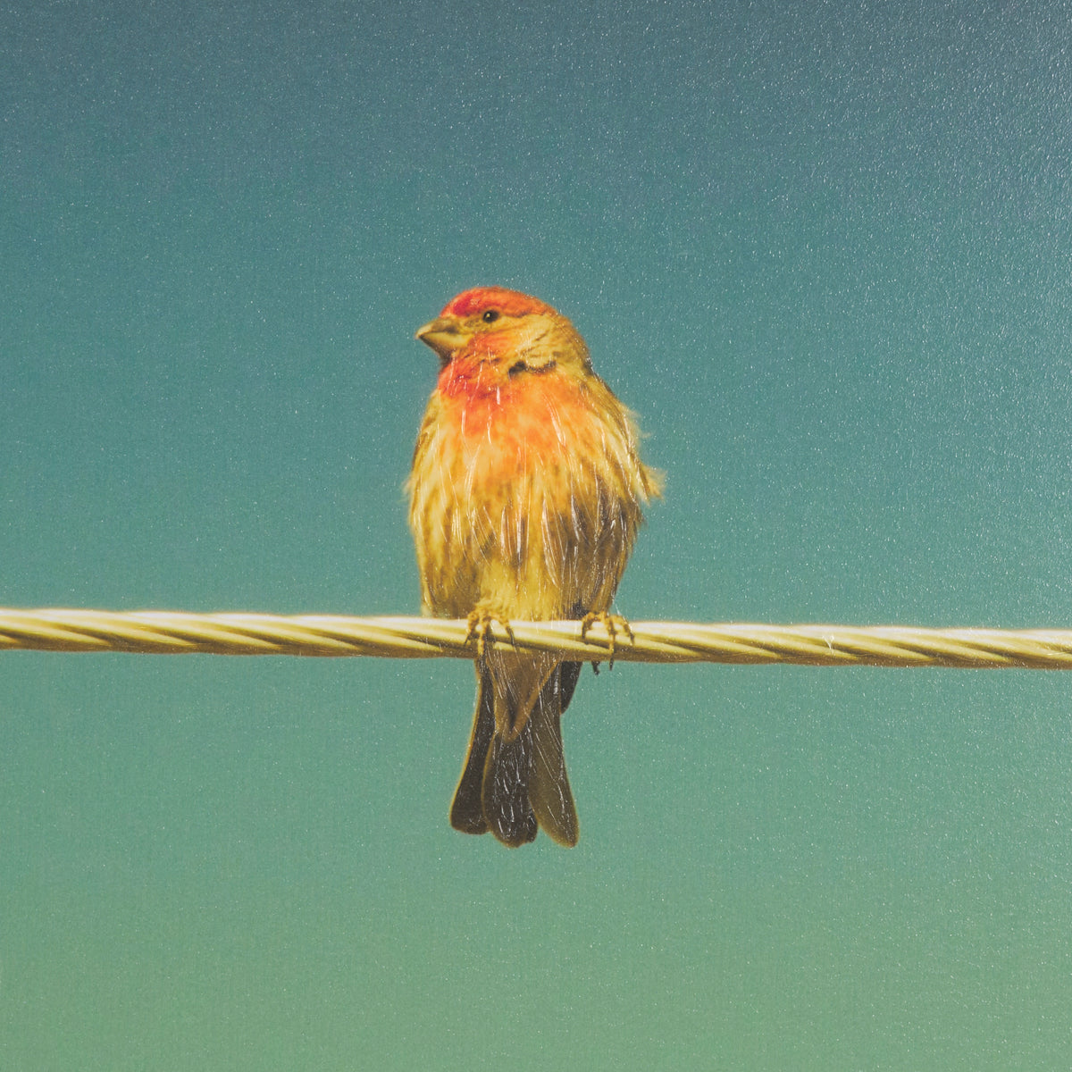 Wired Finch Framed Art